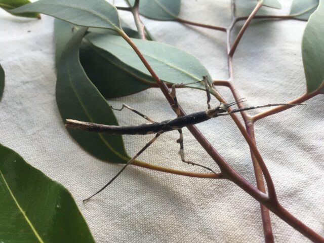 Stick Insect close up