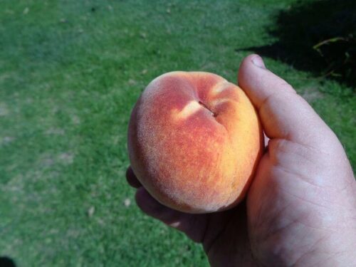 Fresh jucy peach