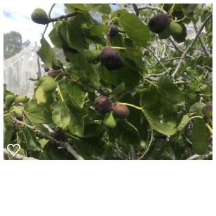 Fig tree inside net