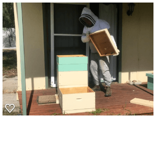 collecting honey