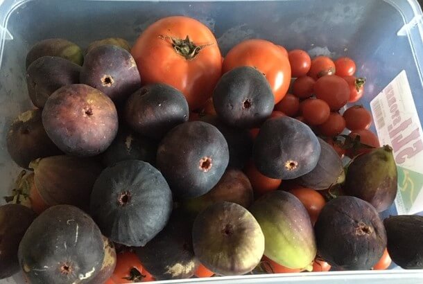 Figs and tomatos from garden