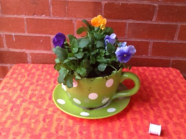 Violet in tea cup